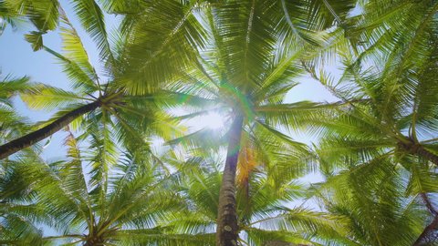 Camera looks up move forward past rows coconut trees bottom top view sun shining through branches blue sky Miami Florida. Wide Camera palm trees grove dolly shot POV Passing under sunny or sunset 4k Adlı Stok Video