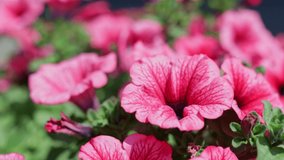 Springtime colorful petunia blossom in the garden with light wind - 4k video