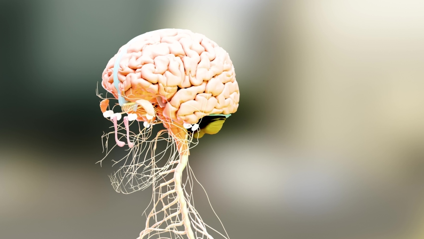 28 Sympathetic Nervous System Stock Video Footage - 4K and HD Video Clips |  Shutterstock