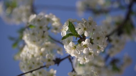 In spring, cherry plum tree blooms with white flowers. Flowering tree in orchard. Blossoming branch swaying in the wind on tree against a blue sky, close-up.