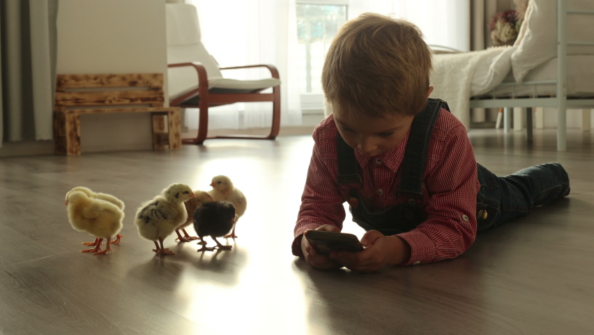 Cute child at home with little newborn chicks, enjoying, cute kid and animal friend in a sunny room