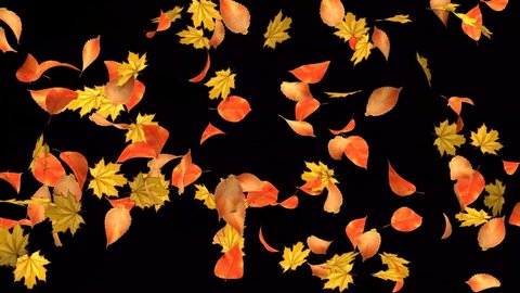 Autumn fly on a black background. 3D animation of leaf fall. Autumn concept. Change of seasons.