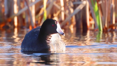 A close up to an American coot a mud hen or pouldeau bird, a bird of the family Rallidae cleaning its body