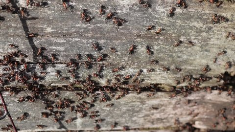 A small colony of forest ants on an old dry tree