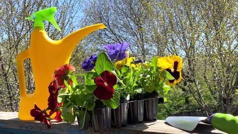 pansy flowers ready for planting sway in the wind. gardening. yellow watering can. video