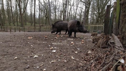 Wild boars eating food in wildlife enclosure. Wild animals in wildlife rescue 