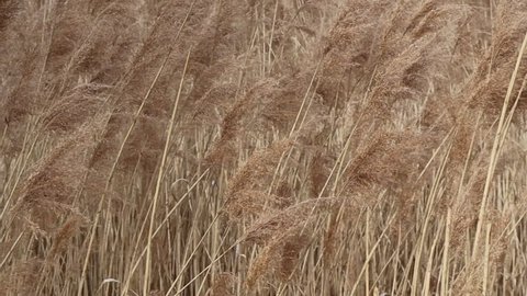 Rustle of reeds.  Beautiful beige natural background.