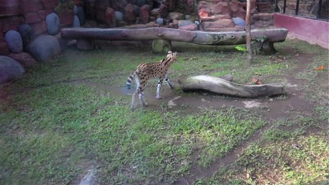 Panning shot of a male Cheetah walking through the long green grass
