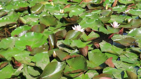 Flowers of pink lotus with green leaves on the water in the lake