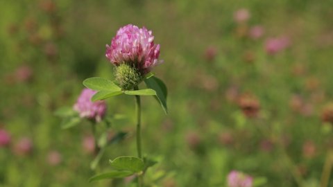 Purple clover flowers on a field on a summer day	