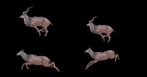 Set of kudu antelope running and jumping. Two variations: with horns (male) and without horns (female). Isolated cyclic animation. Element for visual effects