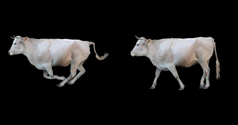Set of white bull realistic animation. Isolated animal video including alpha channel allows to add background in post-production. Element for visual effects