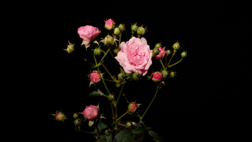 Time lapse footage of the blooming of beautiful pink rose flowers from bud to full blossom, isolated on black background close up view. Royalty-Free Stock Footage #1090210925
