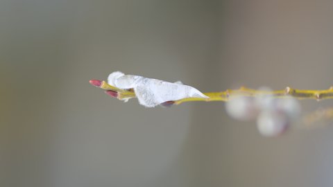 Flowering willow branch ice covered. Flowering willow, Salix Caprea. Spring time. Bokeh.