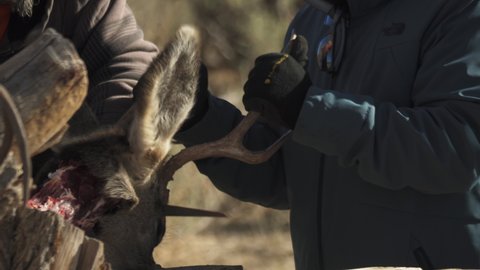 Hunters Cutting Deer's Head Off After Skinning The Animal