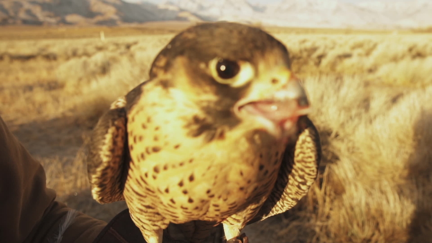 Beautiful 4k shot, close up portrait of gorgeous hawk sitting on the rocks. macro shooting of hunter bird. 