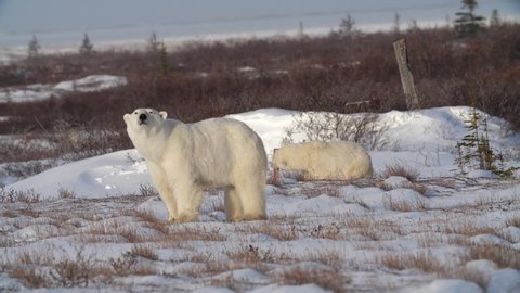 Polar bear family exploring snowy Canadian countryside, Churchill, Manitoba