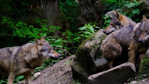 Pack of brown wolves in the woods. Slow motion video of wild dangerous animals living in the forest, alpha male arrives.
