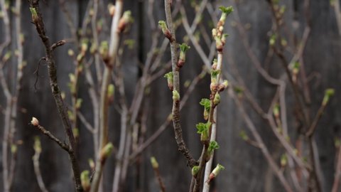 New, green buds begin to sprout on blackcurrant bush. Close up