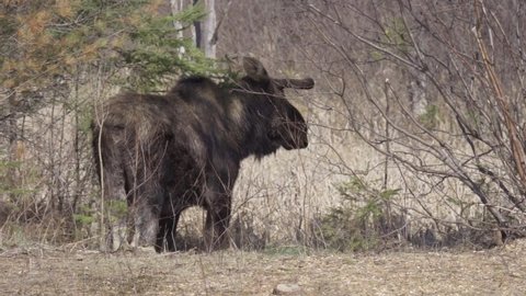 Wild Bull Moose Standing In A Forest Habitat, Animal Of Canada