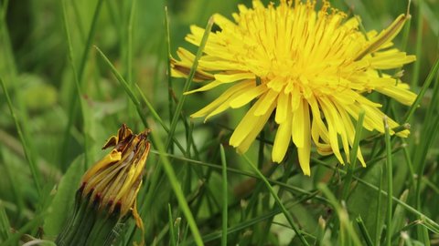 Dandelion bud and yellow dandelion among green grass on a sunny day