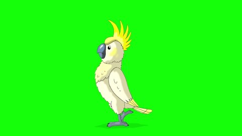 White cockatoo Parrot comes and goes away. Handmade animated HD footage isolated on green screen.