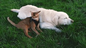 Pet friends labrador retriever dog together with abyssinian cat on green grass - Powered by Shutterstock - Get 15% off with code: PIKWIZARD15