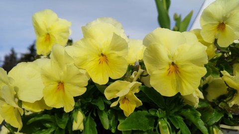 Yellow pansy swaying in the wind. Beautiful Viola tricolor garden flowers on a blue sky background. 4k, footage, horizontal video, close-up