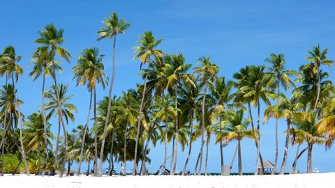 Desert island palm tree beach swaying in summer breeze, Maldives