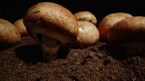 Cultivation of brown champignons mushrooms in farm.