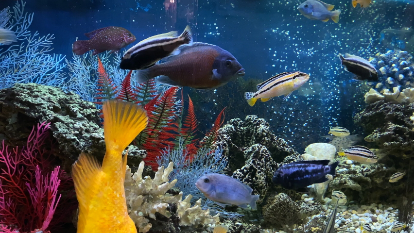 4k. home freshwater aquarium with floating colored fish close-up. Citron lemon cichlazoma, males and females of melanochromis auratus, Cyrtocara Moorii, Copadichromis kadango.  Royalty-Free Stock Footage #1090220949