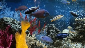 4k. home freshwater aquarium with floating colored fish close-up. Citron lemon cichlazoma, males and females of melanochromis auratus, Cyrtocara Moorii, Copadichromis kadango. 