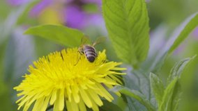Honey bee feeding on a yellow dandelion flower, sunny day in springtime, slow motion video, close up, macro