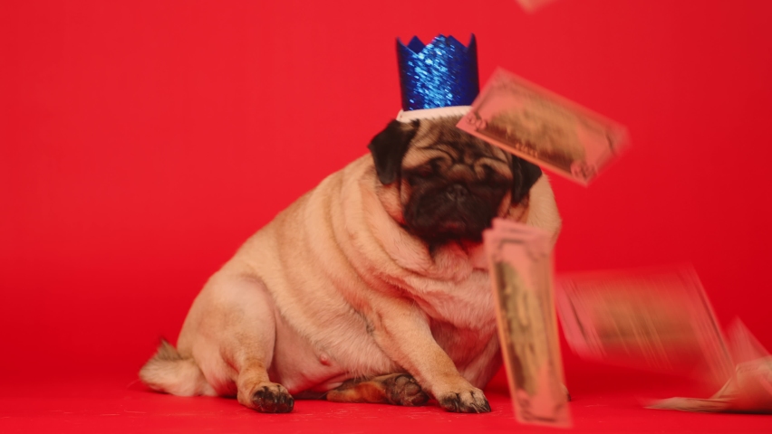 Cute dog with crown on head. Dollar bills falling down. Curious pug with blue crown looks at money on red background.
 | Shutterstock HD Video #1090221807