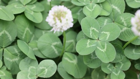 Four-leaf clover and white flowers