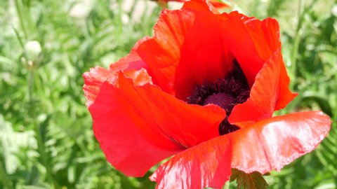 Huge red poppy petals sway in the wind on a spring day in a park in a flower bed close up view