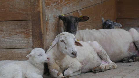 Herd of sheared sheep and rams and little newly born lambs in the farm. Eco farm ecotourism trend