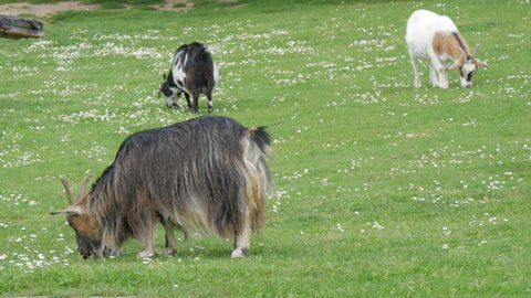 A herd of different goats grazes in the meadow and eats grass. Goat farm