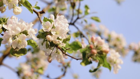 Beautiful apple tree flowers in spring. Blossom apple white flower tree on nature background. Beautiful branch on spring day