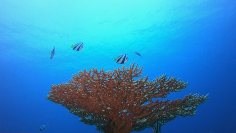 Tropical Fish. Underwater banner-fish (Heniochus intermedius). Underwater fish reef marine. Tropical colourful underwater seascape. Tropical blue water colourful fishes.