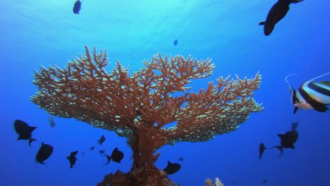 Tropical Colourful Underwater Seascape. Underwater banner-fish (Heniochus intermedius). Underwater fish reef marine. Tropical colourful underwater seascape. Tropical blue water colourful fishes.