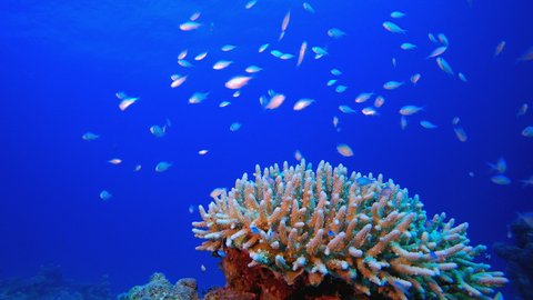 Tropical Coral Garden Life. Underwater tropical blue-green chromis-fish (Chromis viridis). Underwater fish reef marine. Tropical colourful underwater seascape. Tropical blue water colourful fishes.