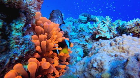 Tropical Clownfish Anemones. Underwater tropical clownfish (Amphiprion bicinctus) and sea anemones. Underwater fish reef marine. Tropical colourful underwater seascape. Reef coral scene.