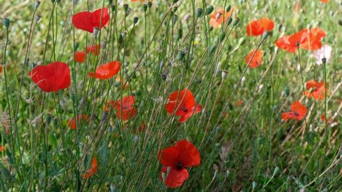 Video of poppy field. Red  Papaver flowers flutters in the wind. Natural floral background.