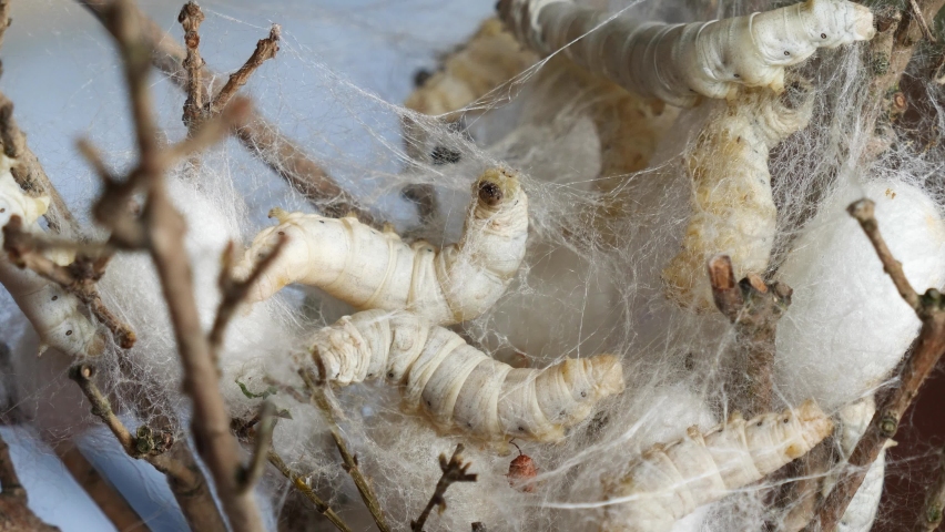 Close up of mature silkworms cocoon on twigs, focused on the silk with natural light, 4k real time footage, Chinese agriculture and animal concept. | Shutterstock HD Video #1090224183