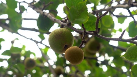 India, Tamil Nadu, Kodaikanal, 17 April 2020 - Ripe yellow pear on the branch of a tree - Pear fruit, eco-farm products, agriculture, organic farming . Harvesting of pears in the Kodaikanal garden.