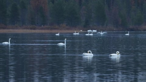 Whooper swans, Cygnus cygnus swimming on a lake during autumn migration near Kuusamo, Northern Finland.	
