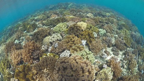 Underwater wide angle top view of a healthy coral reef full of soft and hard corals	