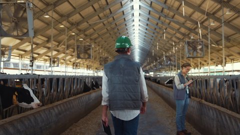Farmer walking aisle shed greeting colleague at feedlots. Livestock team at work. Unrecognized confident man agribusiness supervisor inspecting cowshed holding tablet. Milk farm specialists concept.