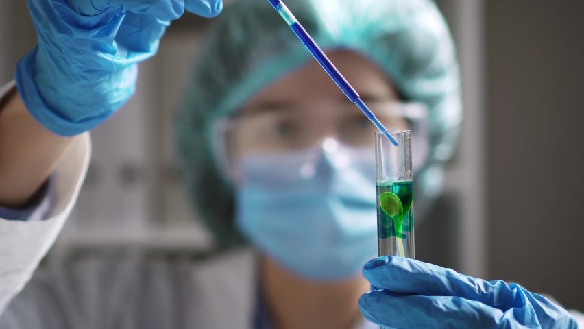 A test tube drips a blue liquid onto a green sprout. Experiment concept of growing food in the lab creating organic food in vitro. A doctor in a protective suit. Laboratory chemical experiment